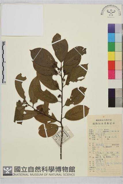 鈍齒鼠李藏品圖，第1張