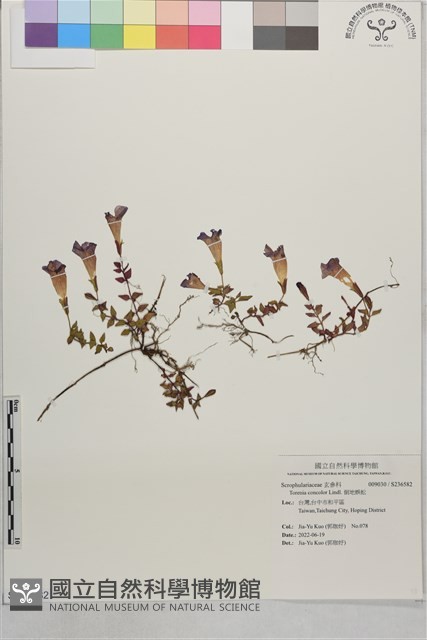 倒地蜈蚣藏品圖，第1張