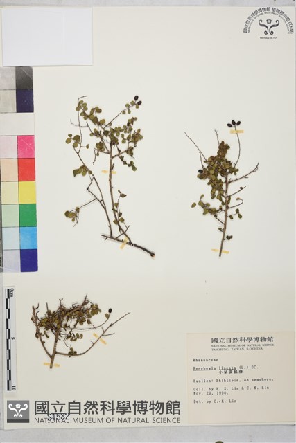 小葉黃鱔藤藏品圖，第2張
