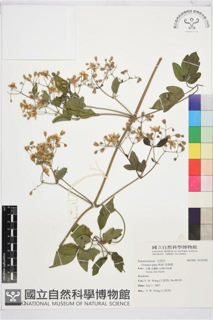 串鼻龍藏品圖，第1張