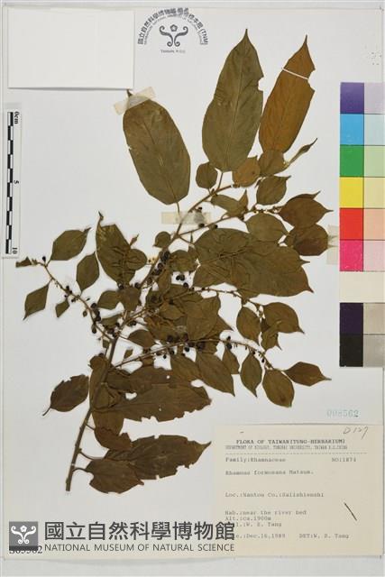 桶鉤藤藏品圖，第1張