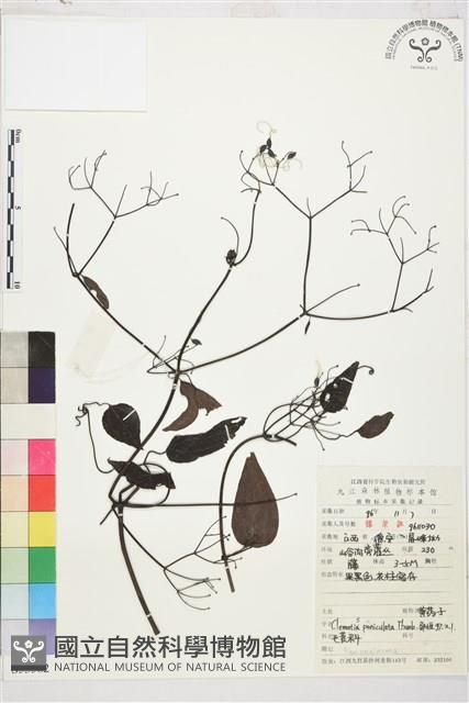 Accession Number:S053582 Collection Image