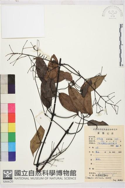 柱果鐵線蓮藏品圖，第2張