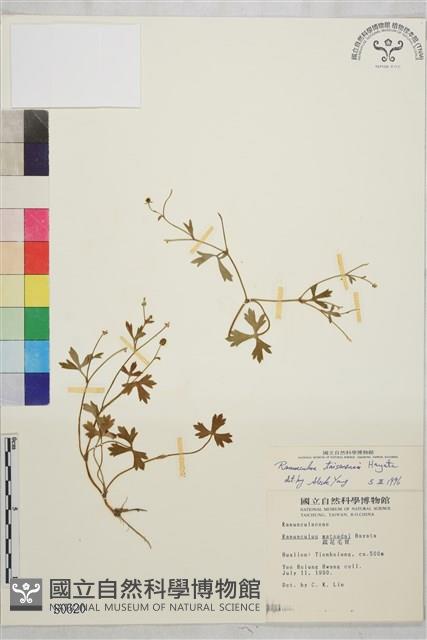 鹿場毛茛藏品圖，第1張