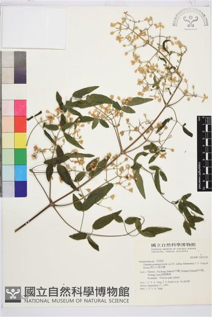 梨山小蓑衣藤藏品圖，第2張