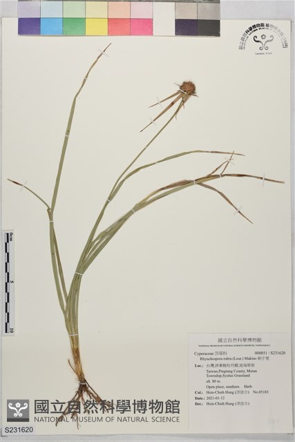 刺子莞藏品圖，第1張