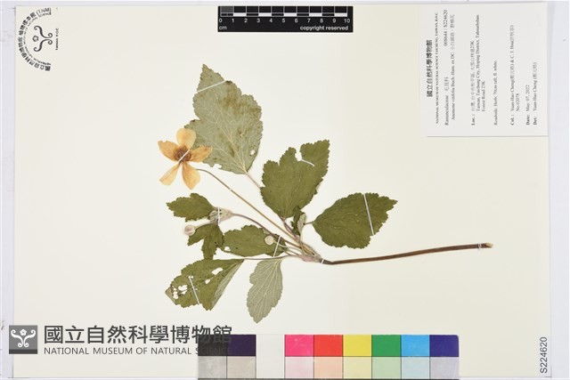小白頭翁、野棉花藏品圖，第1張