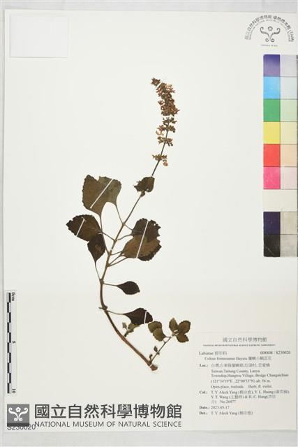 蘭嶼小鞘蕊花藏品圖，第1張