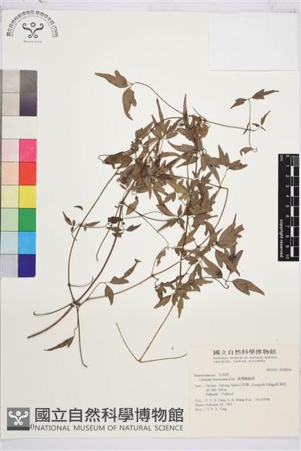 臺灣鐵線蓮藏品圖，第2張