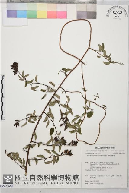 臺灣黃鱔藤藏品圖，第1張