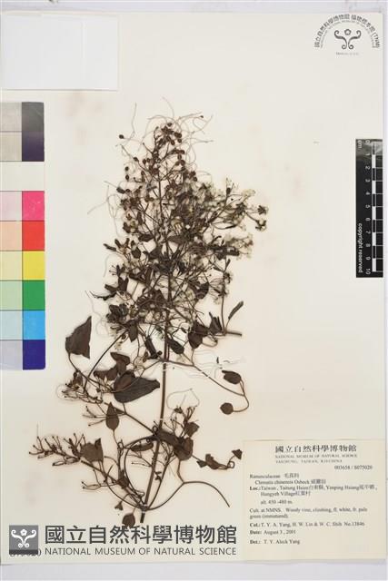 威靈仙藏品圖，第1張