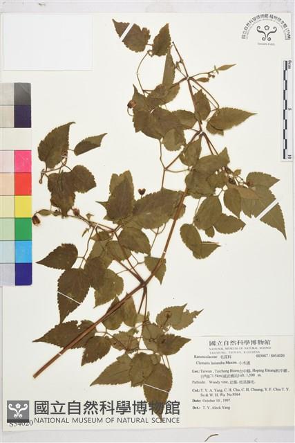 小木通藏品圖，第2張