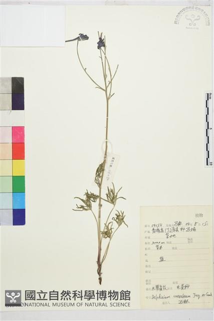 藍翠雀花藏品圖，第1張