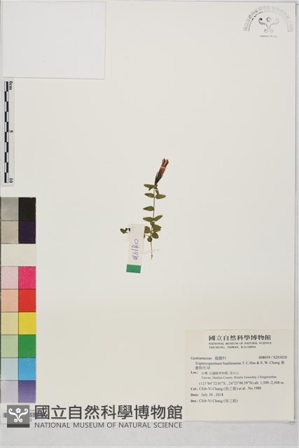東臺肺形草 藏品圖，第1張