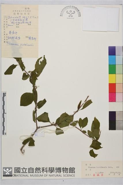 朝鮮鼠李藏品圖，第1張