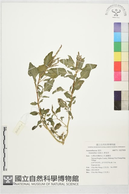 野莧菜藏品圖，第1張