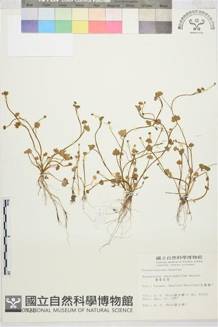 掌葉毛茛藏品圖，第1張