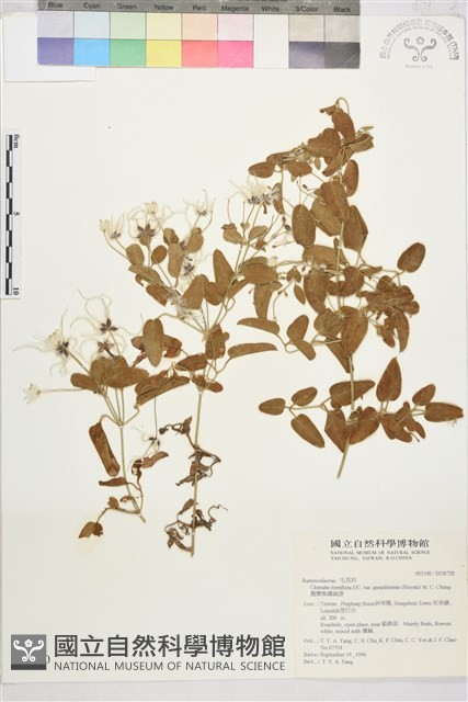 鵝鑾鼻鐵線蓮藏品圖，第2張