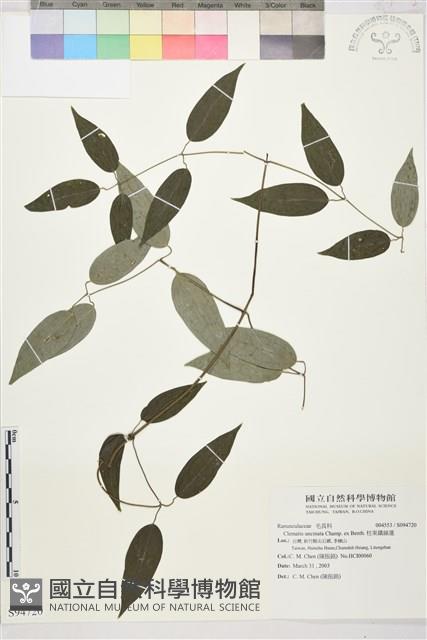 柱果鐵線蓮藏品圖，第2張