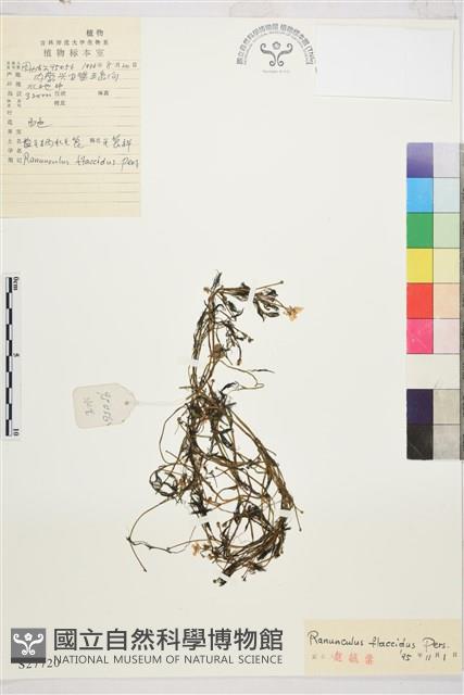 毛柄水毛茛藏品圖，第1張