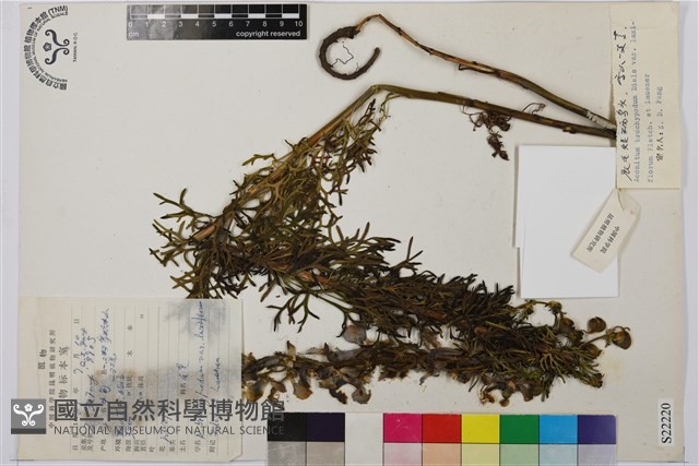 展毛短柄鳥頭藏品圖，第1張