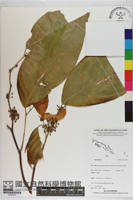 登錄號:S200220藏品圖，第1張