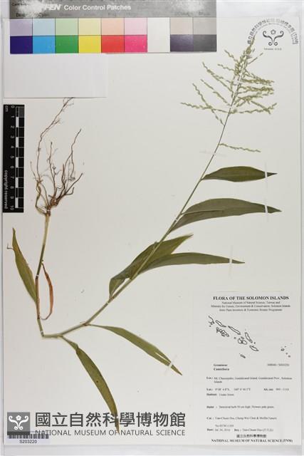登錄號:S203220藏品圖，第1張