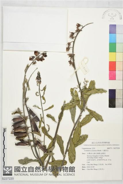 大豬屎豆藏品圖，第1張