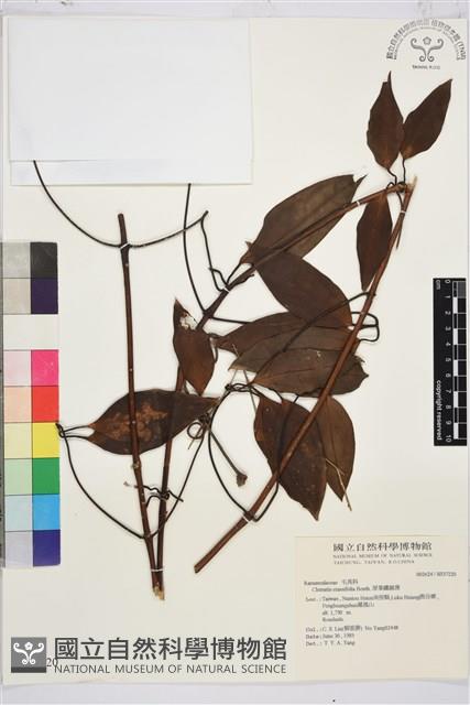 厚葉鐵線蓮藏品圖，第2張