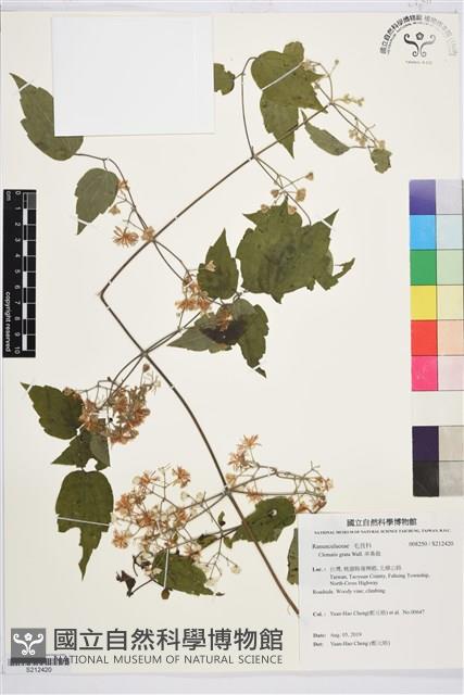 串鼻龍藏品圖，第1張