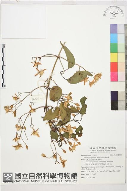 麥氏鐵線蓮藏品圖，第2張