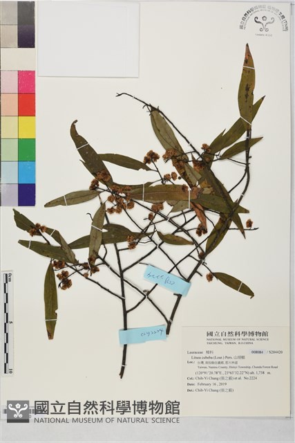 山胡椒藏品圖，第1張