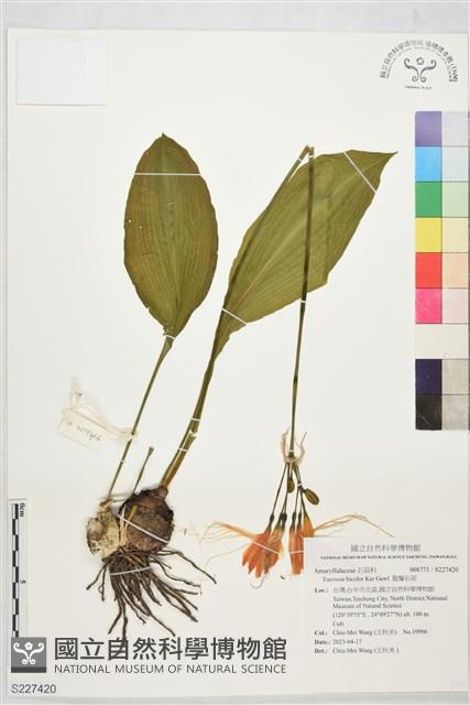 龍鬚石蒜藏品圖，第1張