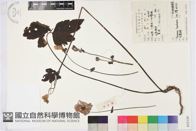 打破碗花花藏品圖，第1張