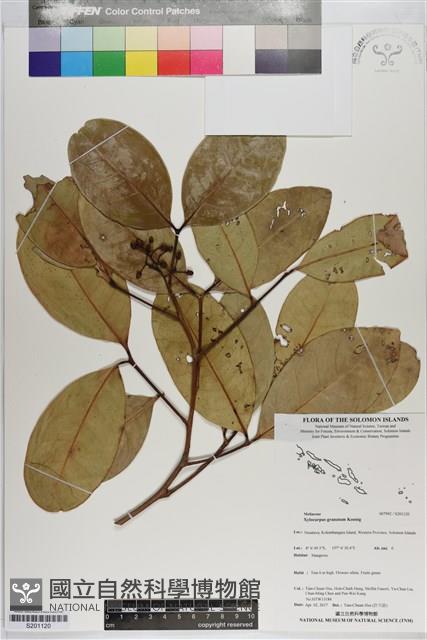 木果楝藏品圖，第1張