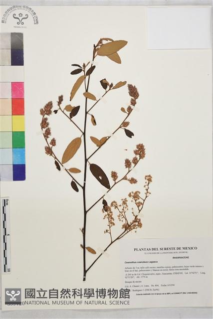 天藍美洲茶藏品圖，第1張