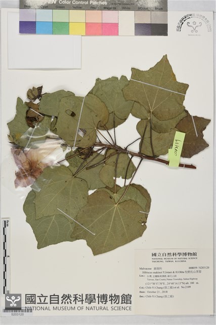 牧野氏山芙蓉藏品圖，第1張