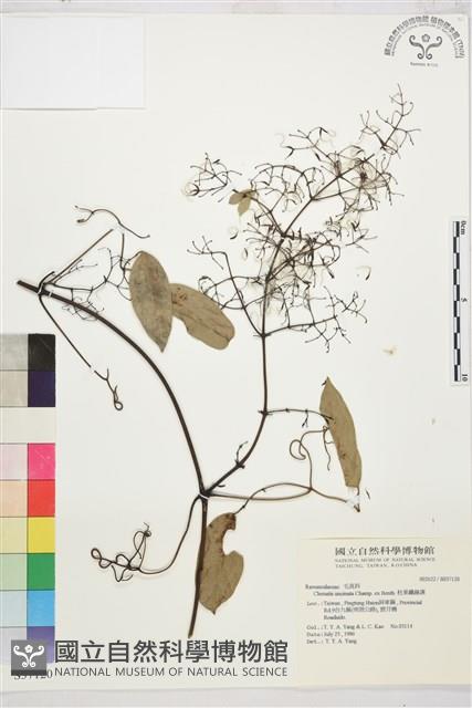 柱果鐵線蓮藏品圖，第2張