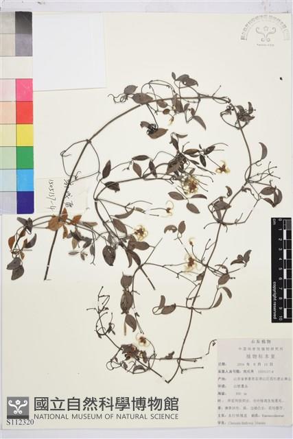 太行鐵線蓮藏品圖，第1張