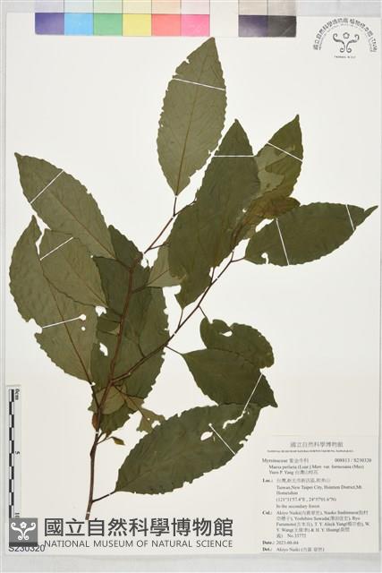 台灣山桂花藏品圖，第1張