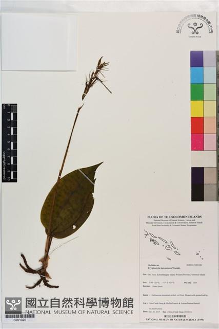 蓬萊隱柱蘭藏品圖，第1張