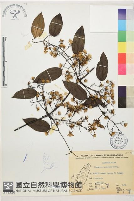 柱果鐵線蓮藏品圖，第2張