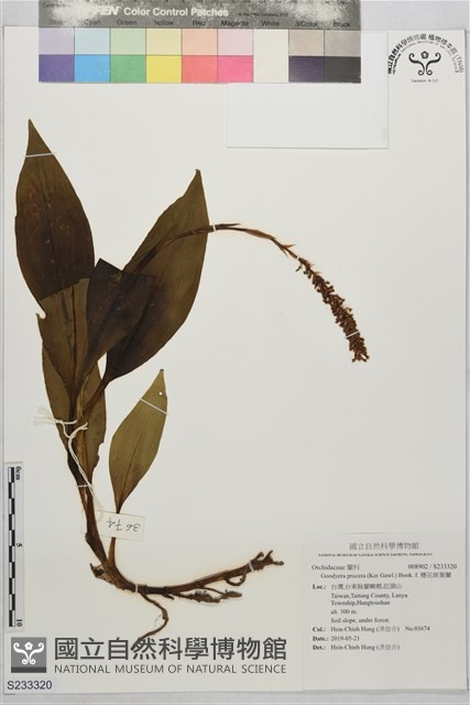 穗花斑葉蘭藏品圖，第1張