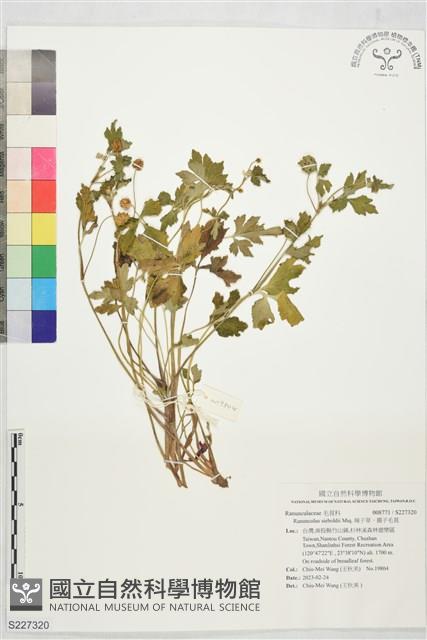 辣子草、揚子毛茛藏品圖，第1張