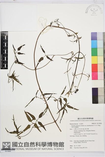 大肚山威靈仙藏品圖，第1張
