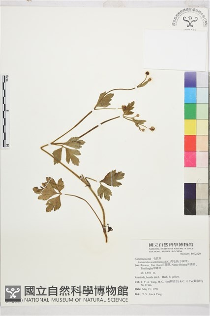 水辣菜、禺毛茛藏品圖，第1張