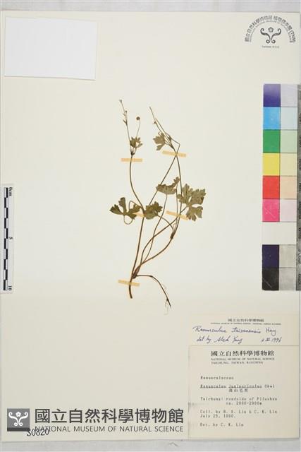 鹿場毛茛藏品圖，第1張