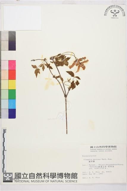 繡球藤藏品圖，第1張