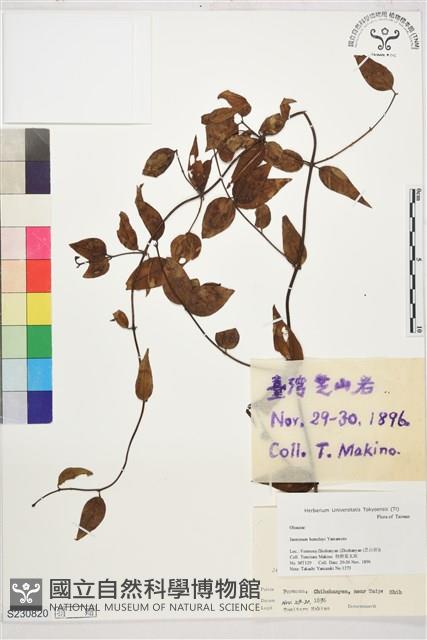 山素英藏品圖，第1張