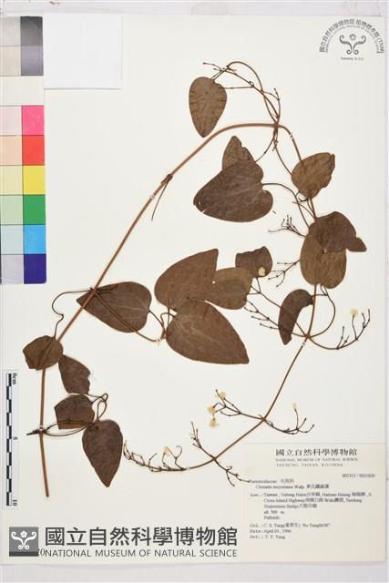 麥氏鐵線蓮藏品圖，第2張